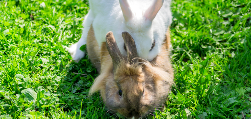 bunnies having sex