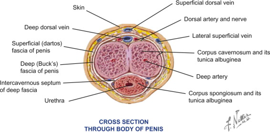 sección transversal de la anatomía del pene
