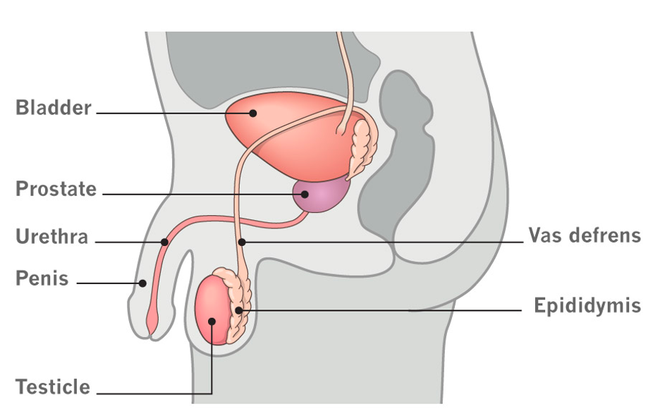 Anatomía del sistema reproductor masculino